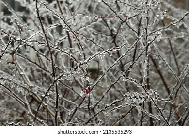 Close-up Of A Deciduous Barberry Shrub With Red Berries And Thorns, Coated With Ice After An Ice Storm, Freezing Rain