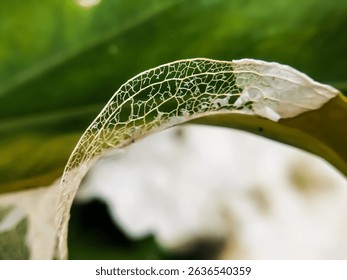Closeup of a decomposing leaf. Decomposing leaf resulting in leaf skeleton.