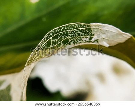 Closeup of a decomposing leaf. Decomposing leaf resulting in leaf skeleton.