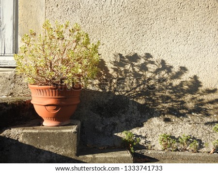 Closeup of decorative orange clay pot with green plant on old weathered stone doorsteps. Game of natural sun light and shadow on a building wall. Rural south France (Les Plus Beaux Villages de France)