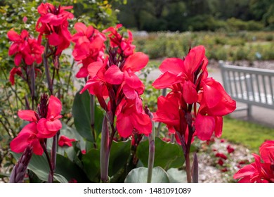Closeup of deep pink Canna Lilies in a garden