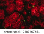 Close-up of deep red carnations in dramatic lighting creating a moody floral texture. Autumn romance, dark floral aesthetic, sensual botanical detail, warm seasonal palette