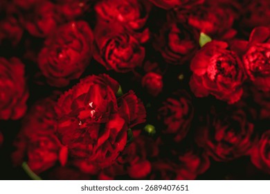 Primer plano claveles rojos