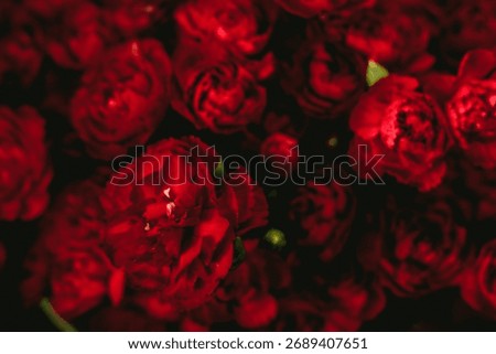 Close-up of deep red carnations in dramatic lighting creating a moody floral texture. Autumn romance, dark floral aesthetic, sensual botanical detail, warm seasonal palette