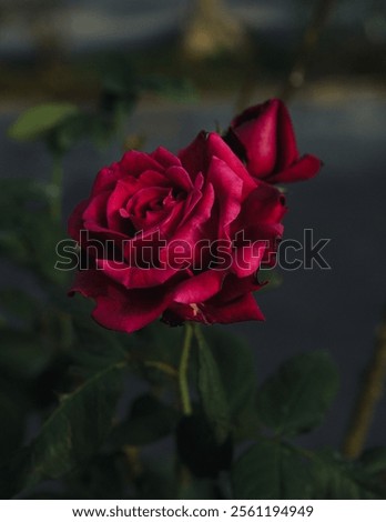 Close-Up of a Deep Red Rose in Full Bloom