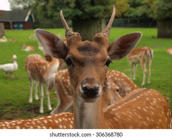 Close-up of a deer