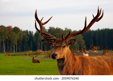 Close-up of a deer head in summer on a farm in Jelgava, Latvia. - Shutterstock ID 2059076240