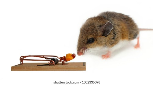 Close-up Of Deer Mouse And Baited Trap Isolated On White. Concept Of Think Twice, Look Before You Leap, Making Life Changing Decisions