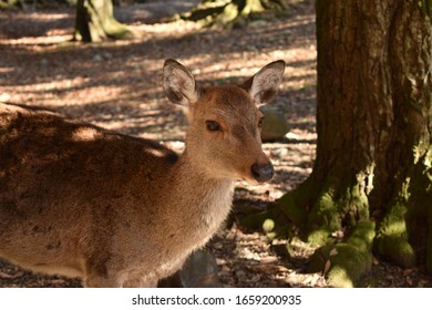 Closeup of a deer in Nara Park, Nara - Japan