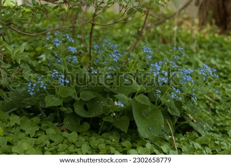 Closeup of a deer- and rabbit-resistant, woodland forget-me-not plant in full bloom with small electric blue flowers. Popular bridal flower symbolizing true love, respect, fidelity, and devotion.