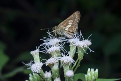 Closeup With Delaware Skipper Moth