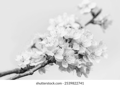 Close-up of delicate blooming flowers on a tree branch, in black and white. - Powered by Shutterstock