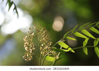 Close-up of Delicate False Pepper Tree Flowers and Green Pinnate Leaves in Natural Sunlight