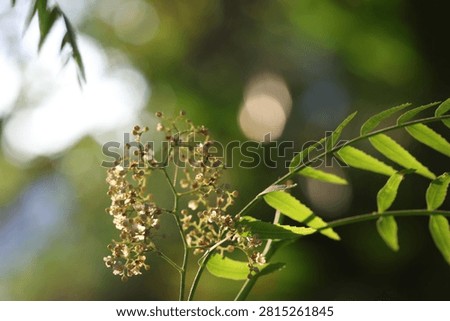 Close-up of Delicate False Pepper Tree Flowers and Green Pinnate Leaves in Natural Sunlight