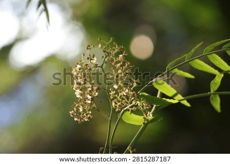 Close-up of Delicate False Pepper Tree Flowers and Green Pinnate Leaves in Natural Sunlight