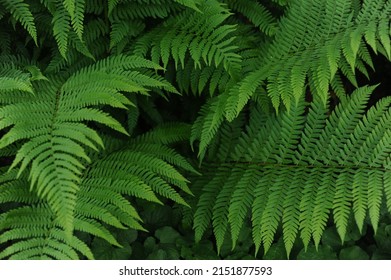 Close-up of delicate green fern branches - Powered by Shutterstock