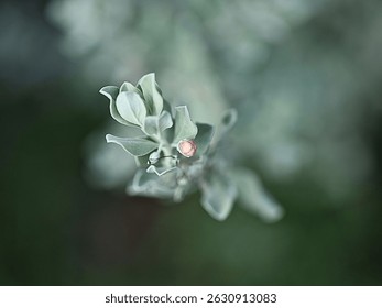 Close-up of a delicate green leaf with a tiny flower bud, captured with soft lighting and natural bokeh for a tranquil, organic feel.