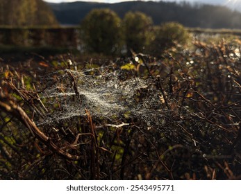 A close-up of a delicate spider web glistening with morning dew on dry autumnal branches. The early sunlight highlights the fine threads, creating a magical and peaceful nature scene. - Powered by Shutterstock