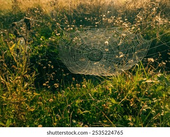 A close-up of a delicate spider web, sparkling with morning dew, suspended between blades of grass in a green meadow. The intricate pattern of the web and the sparkling drops create an ethereal image - Powered by Shutterstock