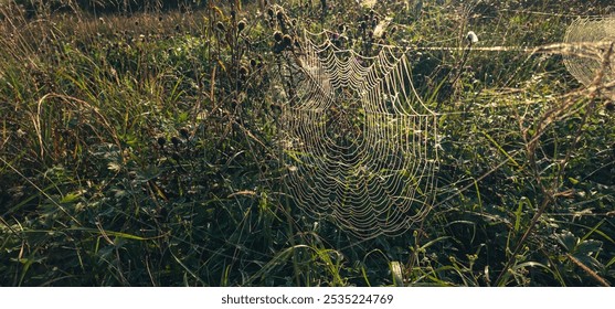 A close-up of a delicate spider web, sparkling with morning dew, suspended between blades of grass in a green meadow. The intricate pattern of the web and the sparkling drops create an ethereal image - Powered by Shutterstock