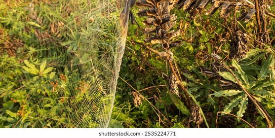 A close-up of a delicate spider web, sparkling with morning dew, suspended between blades of grass in a green meadow. The intricate pattern of the web and the sparkling drops create an ethereal image - Powered by Shutterstock