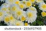 Close-up of delicate white chrysanthemums, their petals glistening with morning dew. Chrysanthemum indicum 