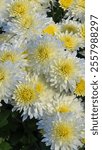 Close-up of delicate white chrysanthemums, their petals glistening with morning dew. Chrysanthemum indicum 