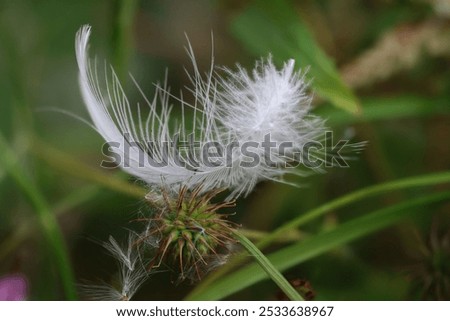Similar – Image, Stock Photo white feather caught on wild plant