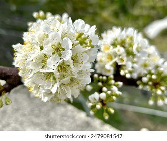 Close-up of delicate white flowers with tiny yellow stamens on a dark brown twig. Blurred green background emphasizes the vibrant details of the blossoms.