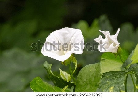 Close-up of delicate white hedge bindweed flowers, showcasing their elegant beauty amidst lush green foliage