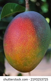 Closeup Of Delicious Ripe Tommy Atkins Mango With Red Cheek