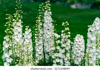 Close-up of delphinium flowers against a green background, tall flowers 'Benari Pacific Galahad' on a green lawn, up to a meter tall perennial, often found in California - Shutterstock ID 2171198099