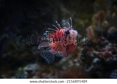 A closeup of Dendrochirus brachypterus fish in the aquarium