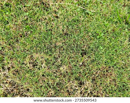 Close-up of dense Bermuda grass with thin blades and scattered weeds, highlighting turf texture and lawn health assessment.