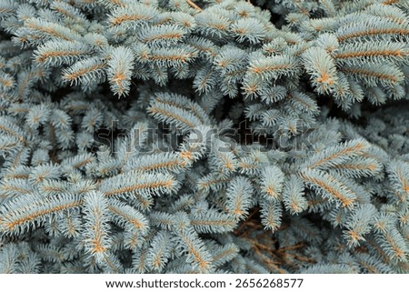 Close-up of dense blue spruce dwarf tree branches with sharp, blue-green needles.