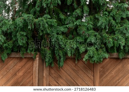 A close-up of the dense branches of an evergreen tree (arborvitaes or cypress) overhanging a dark wood fence with a diagonal pattern. The textured background combines natural and architectural elements.