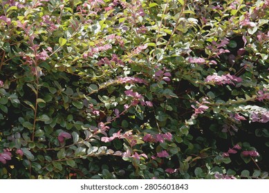 Closeup dense Ruby Loropetalum Chinese Fringe Flower foliage.