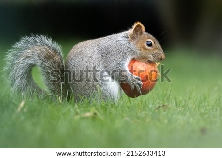 A closeup of a Deppe's squirrel holding a fruit