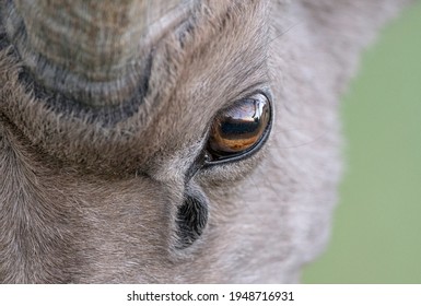 Close-up of the desert bighorn sheep eye, Lake Mead, Nevada