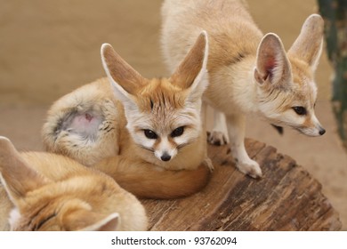 Closeup Of A Desert Fox