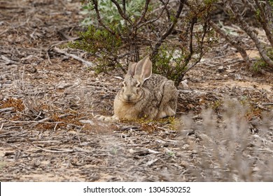 Close-up Of Desert Jackrabbit Resting Under Bush