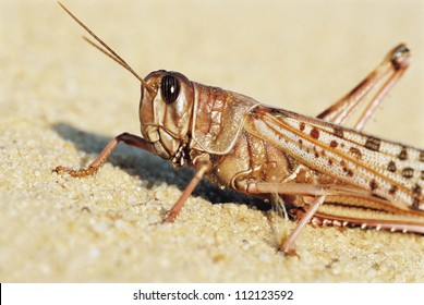 Closeup Of Desert Locust