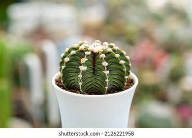Close-up desert plant. Gymnocalycium mihanovichii Friedrichii LB2178 Growing in Greenhouse. Cactus gardening tools. How to plant, Decorative. Trendy cactus collection cactus green background.