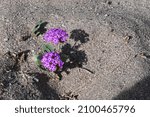 A closeup of a desert sand verbena flower