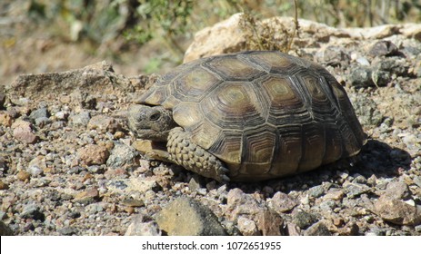 7,296 Desert tortoise Stock Photos, Images & Photography | Shutterstock