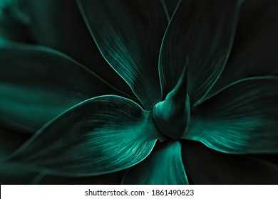 Closeup detail of Agave attenuata succulent plant leaves details texture. View from above, top. Dark green tones.Dark tidewater green tones. Natural cacti abstract background. Succulent species.Garden - Shutterstock ID 1861490623