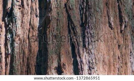 Closeup detail of bark of giant redwood in Armstrong Redwoods State Natural Reserve - Sonoma County, California