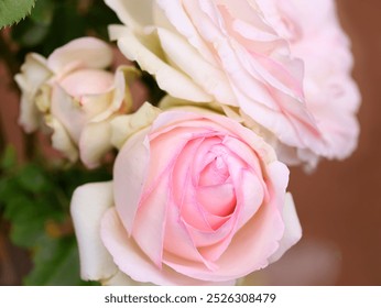 Close-up detail of beautiful pink roses of the long-lasting variety Pierre de Ronsard® Meilland, in full blossom. Pastel pink climbing rose flowers with a miriad of petals, also known as "Eden Roses". - Powered by Shutterstock