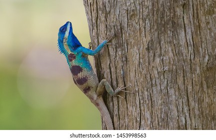 Close-up detail of blue chameleon head on the trees, A large species of chameleon in Thailand. changing color lizard, Iguana head-Image