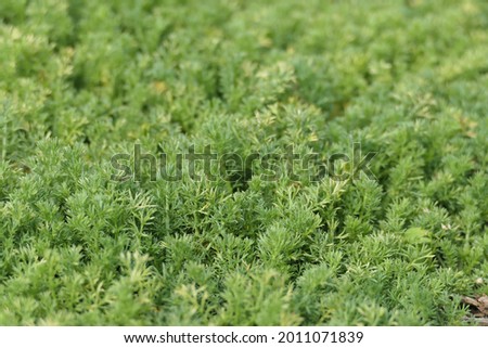 Close-up detail of a camomile lawn. Chamaemelum nobile 